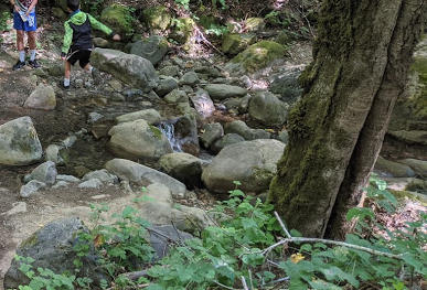 Uvas_swansonCreek